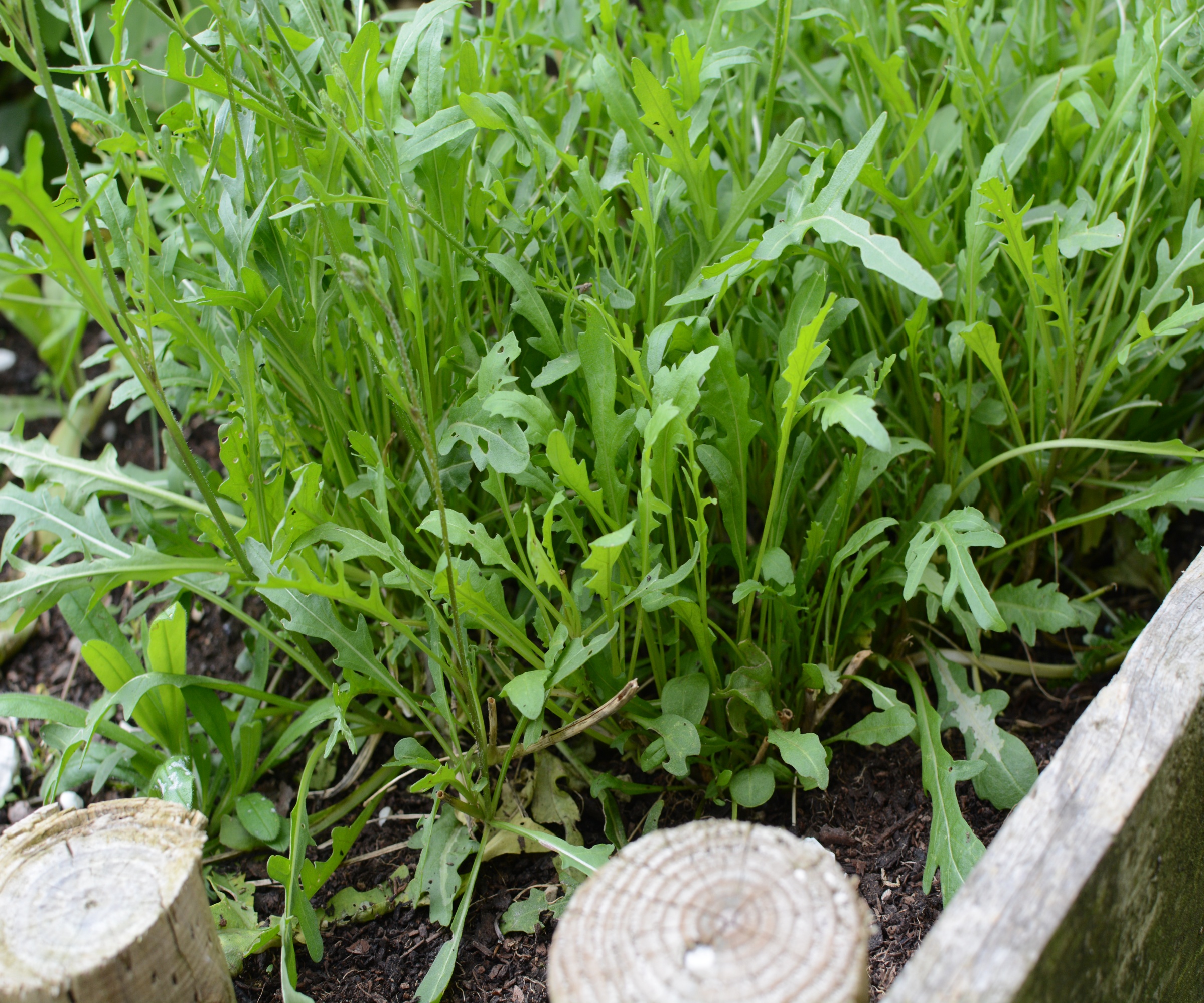 Roquette poivrée poussant au bord d'un lit surélevé en bois