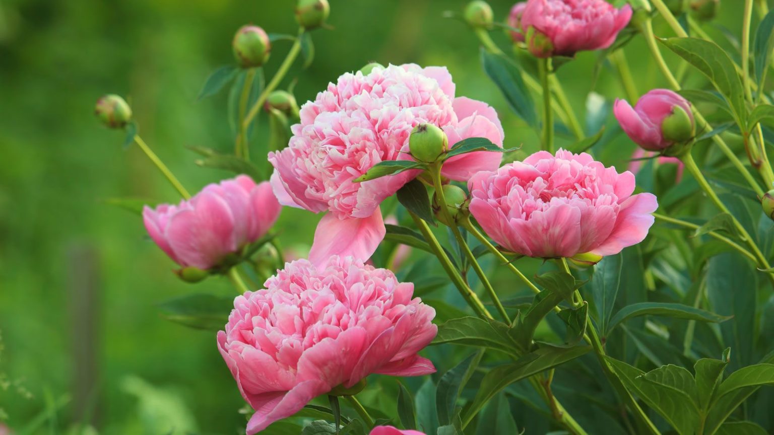 Que faire des pivoines en mai pour des fleurs spectaculaires et des plantes robustes pink peony flowers
