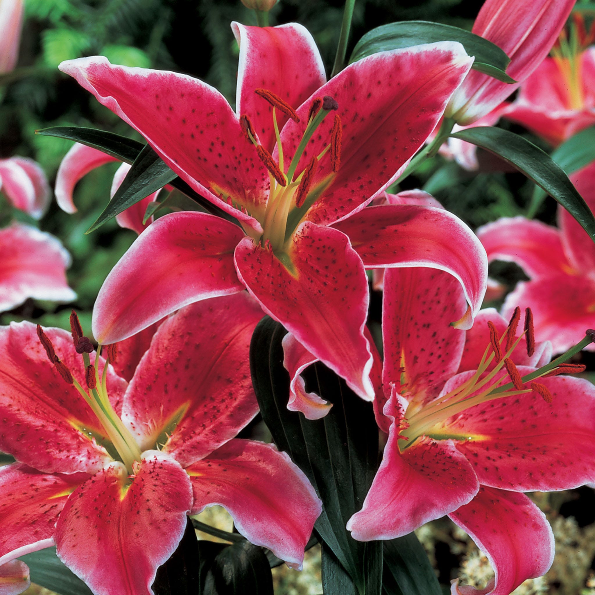 Bulbes orientaux de Lys Stargazer