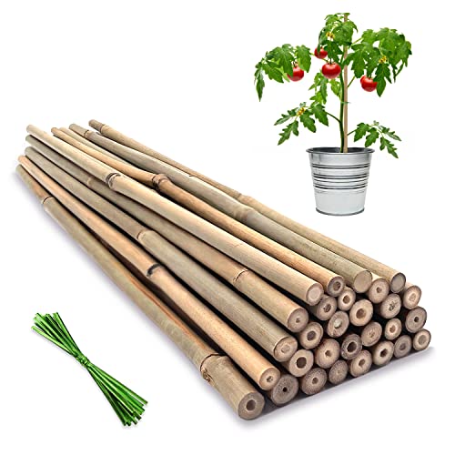 Bovitro 20 piquets de support pour plantes, bâtons de bambou de jardin naturel de 45,7 cm, pour tomates, haricots, légumes et plantes en pot