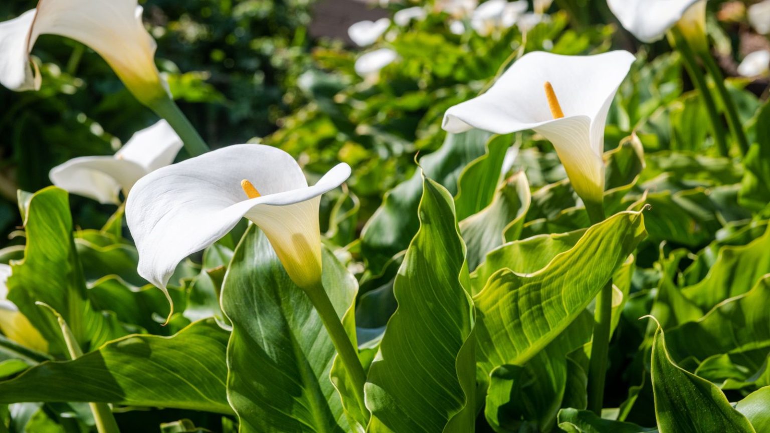 Que faire des lys en mai pour un spectacle spectaculaire de fleurs qui prospèrent tout l’été Do calla lilies multiply