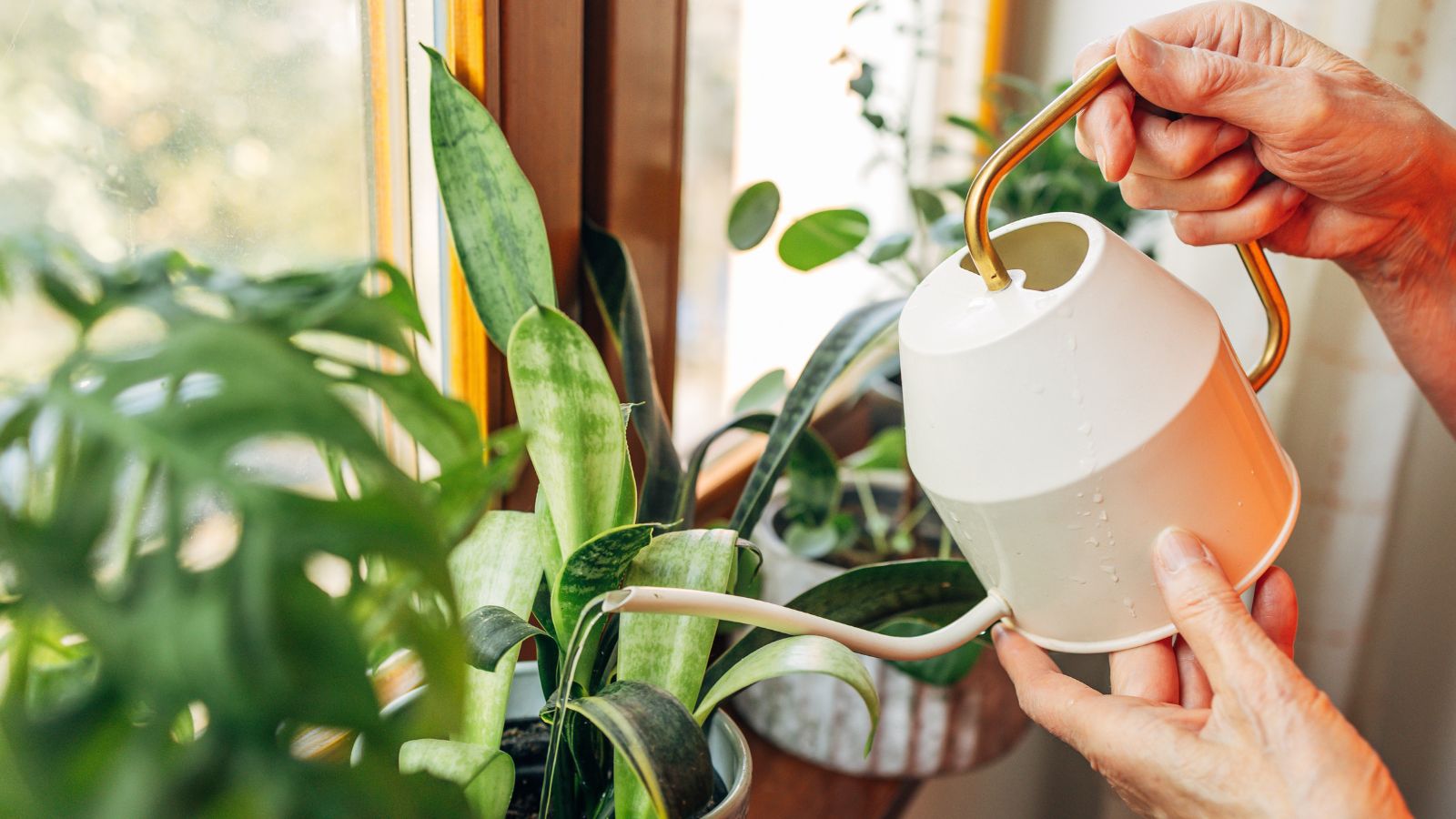Plantes d'intérieur arrosées à l'aide d'un arrosoir blanc et or