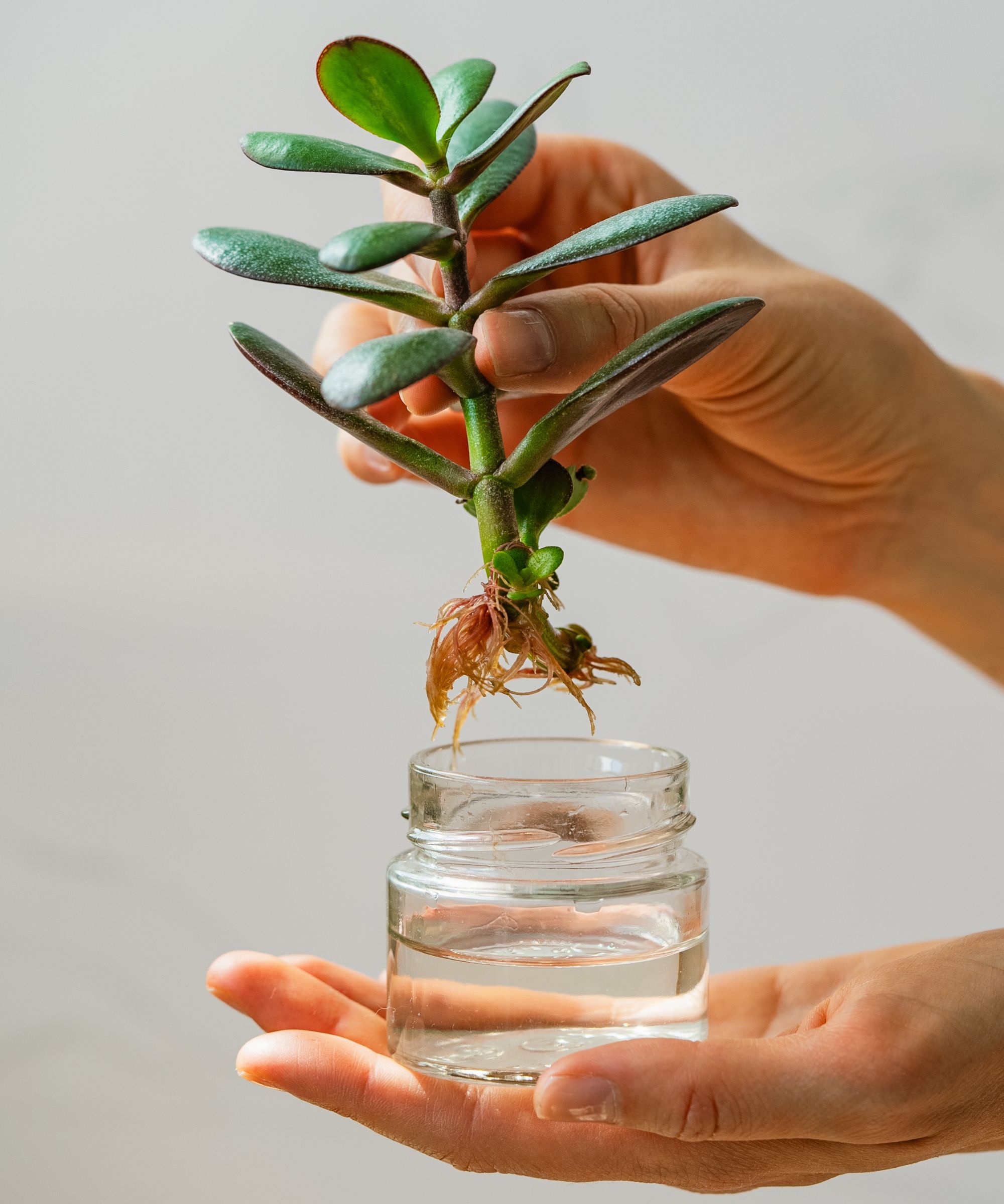 Coupe de plantes conservée sur un petit pot en verre