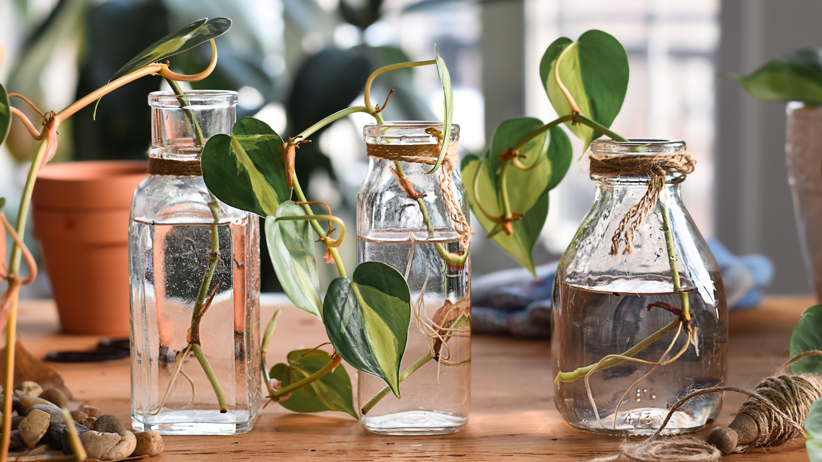 Boutures de plantes d'intérieur dans l'eau