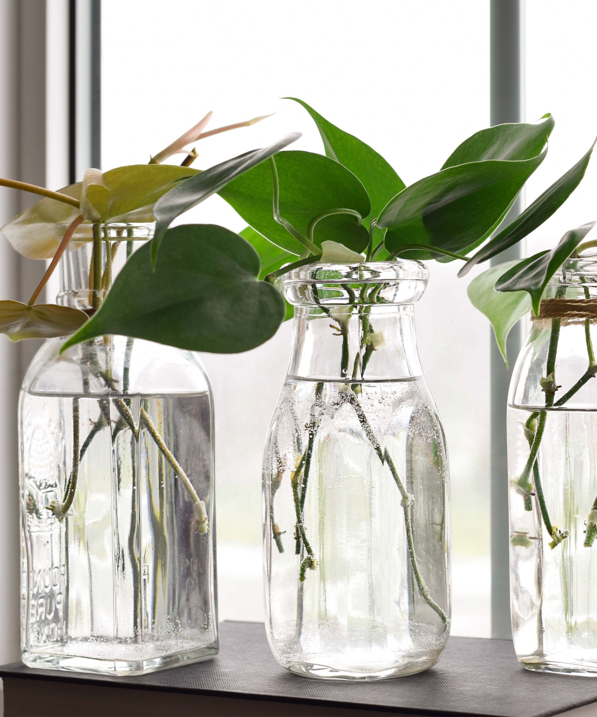 Trois bouteilles en verre avec boutures de plantes