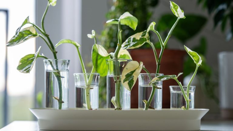 L’élégant ensemble de propagation d’IKEA facilite la multiplication de vos plantes d’intérieur – il sert même de pièce maîtresse vivante White tray with five different-sized glass tubes filled with plant cuttings