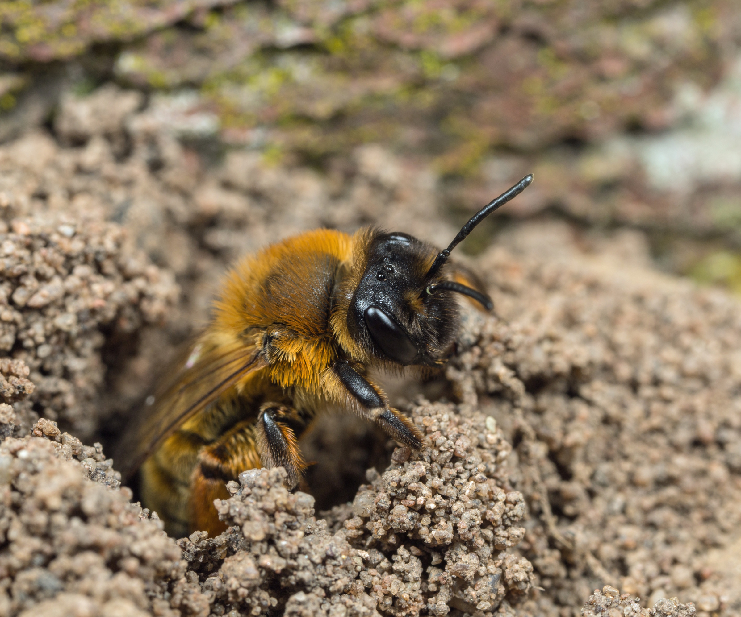 Nid d'abeille minière