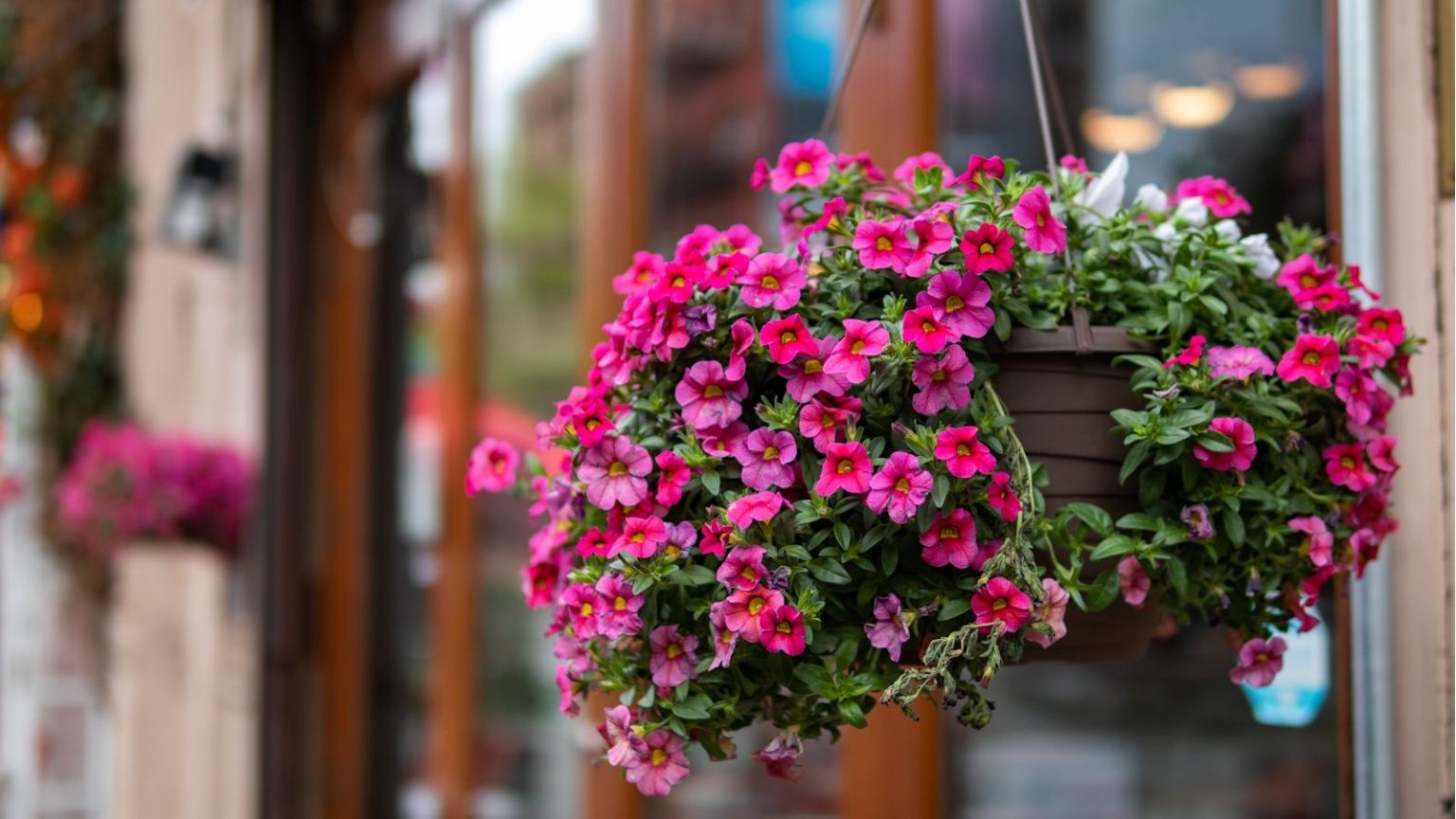 3 astuces simples pour étendre vos présentoirs de paniers suspendus – et les empêcher de se décolorer d’ici juin Hanging basket filled with pink blooms
