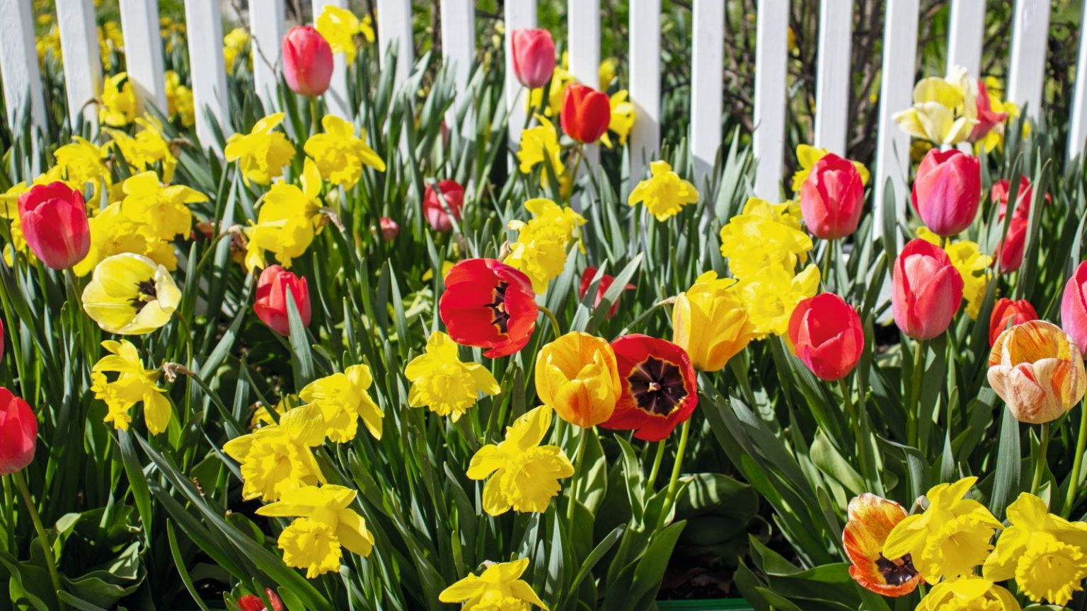 Red tulips and yellow daffodils are flowering in front of a white fence