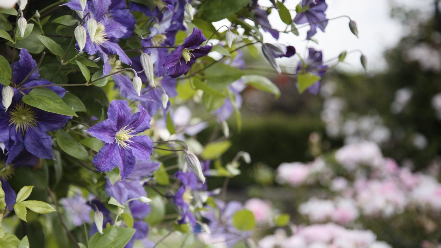 Purple flowers with yellow centres on a blooming clematis plant in an ornamental garden