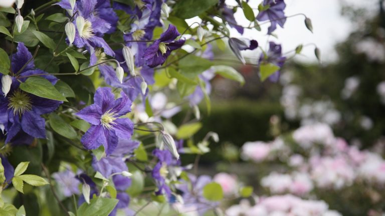 Purple flowers with yellow centres on a blooming clematis plant in an ornamental garden
