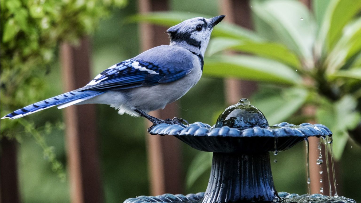 How to help birds in summer