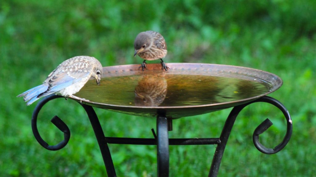 Le bain d’oiseaux sur pied d’ALDI à 15 $ semble beaucoup plus cher qu’il ne l’est – et les oiseaux y afflueront tout l’été Copper bird bath with two birds drinking