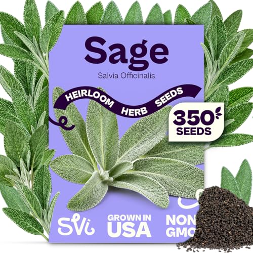 Svi 350 graines de sauge à feuilles larges (salvia officinalis) – Sauge commune, herbes aromatiques anciennes – Graines d'herbes culinaires pour récipients, maison, jardin d'herbes aromatiques de cuisine