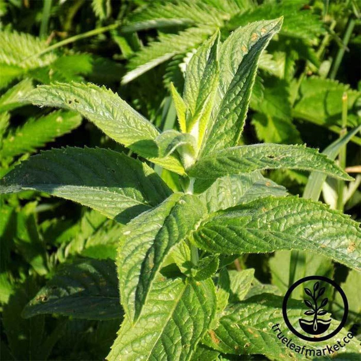 Graines de menthe verte | Graines de jardin d'herbes vivaces sans OGM - Cultivez des herbes
