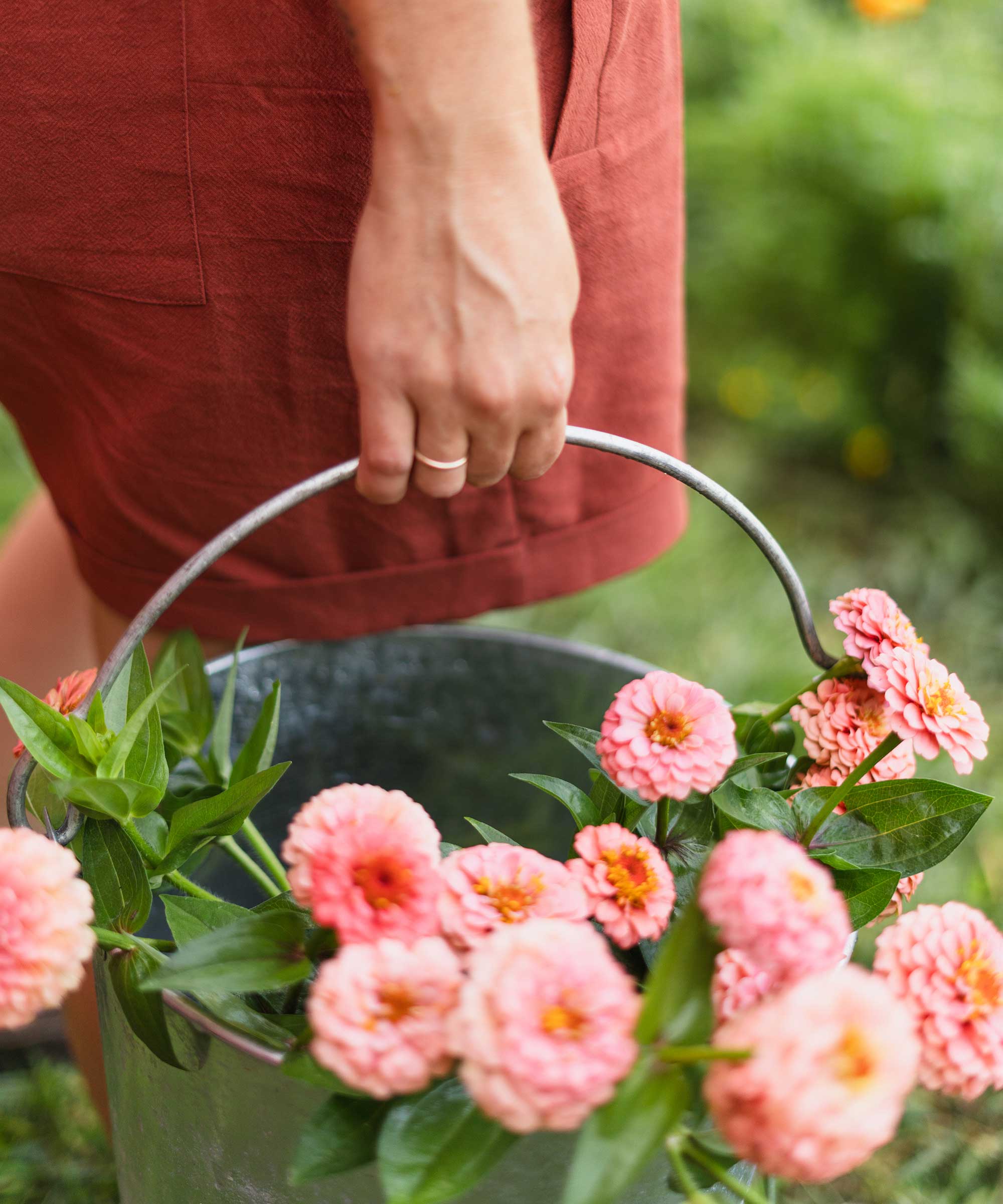 gros plan de zinnias roses dans un seau métallique transporté
