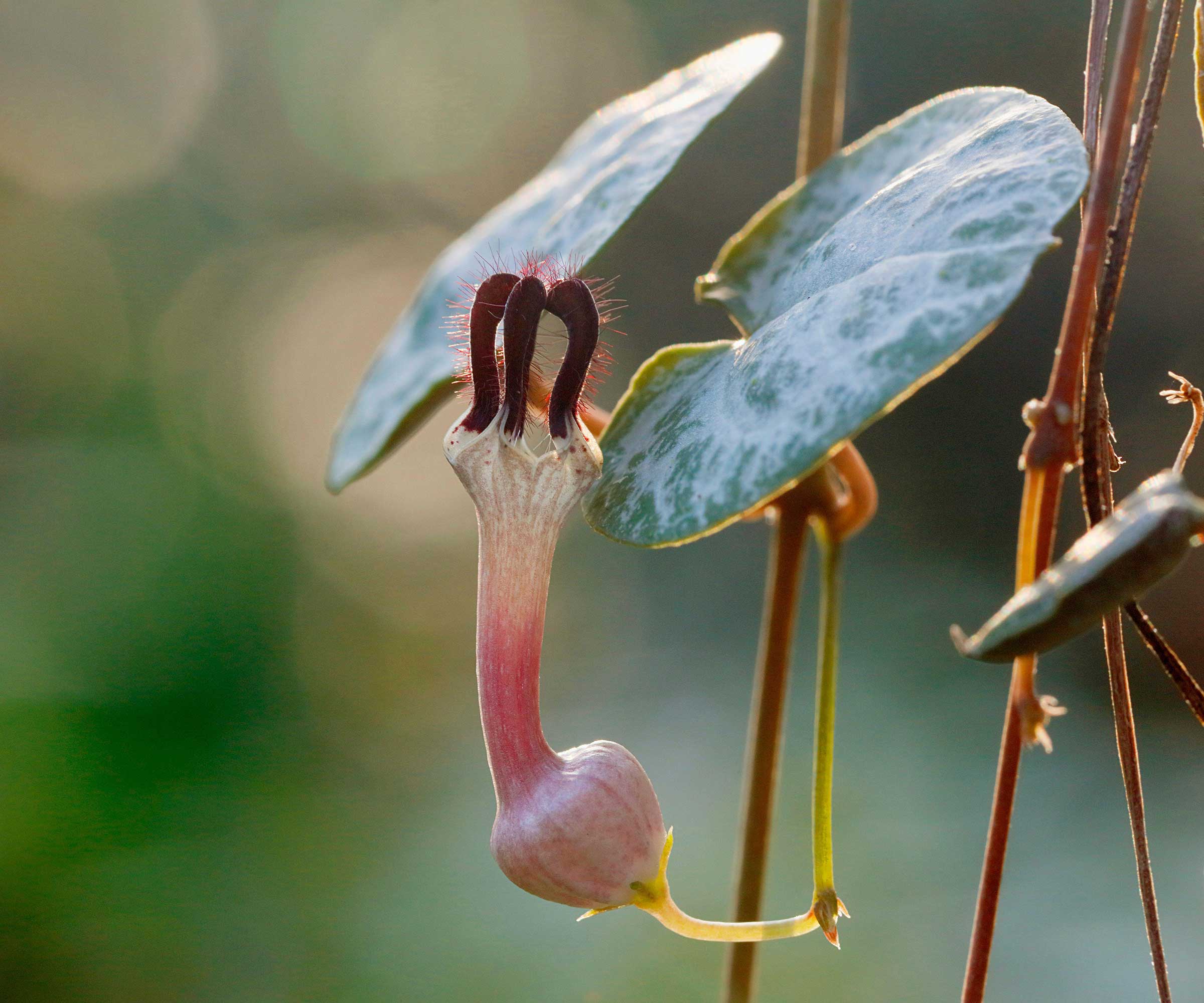 fleur de chaîne de coeurs