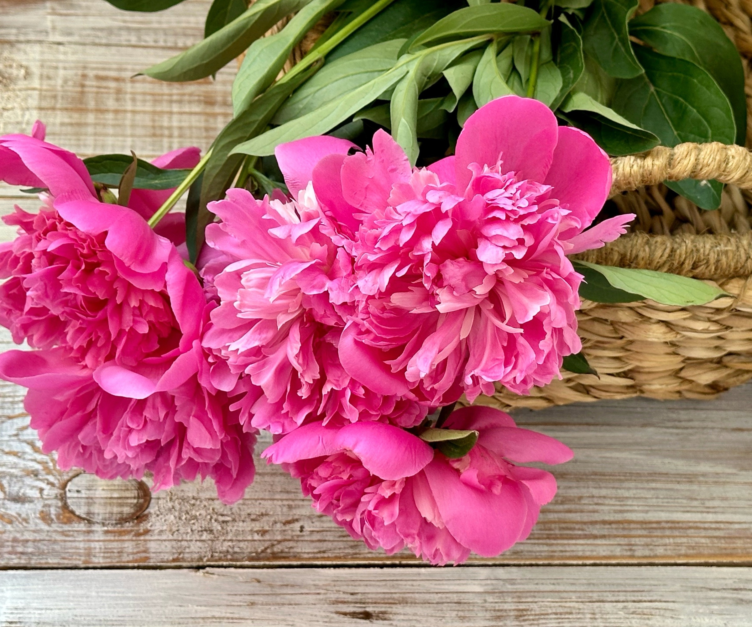 pivoines dans un panier