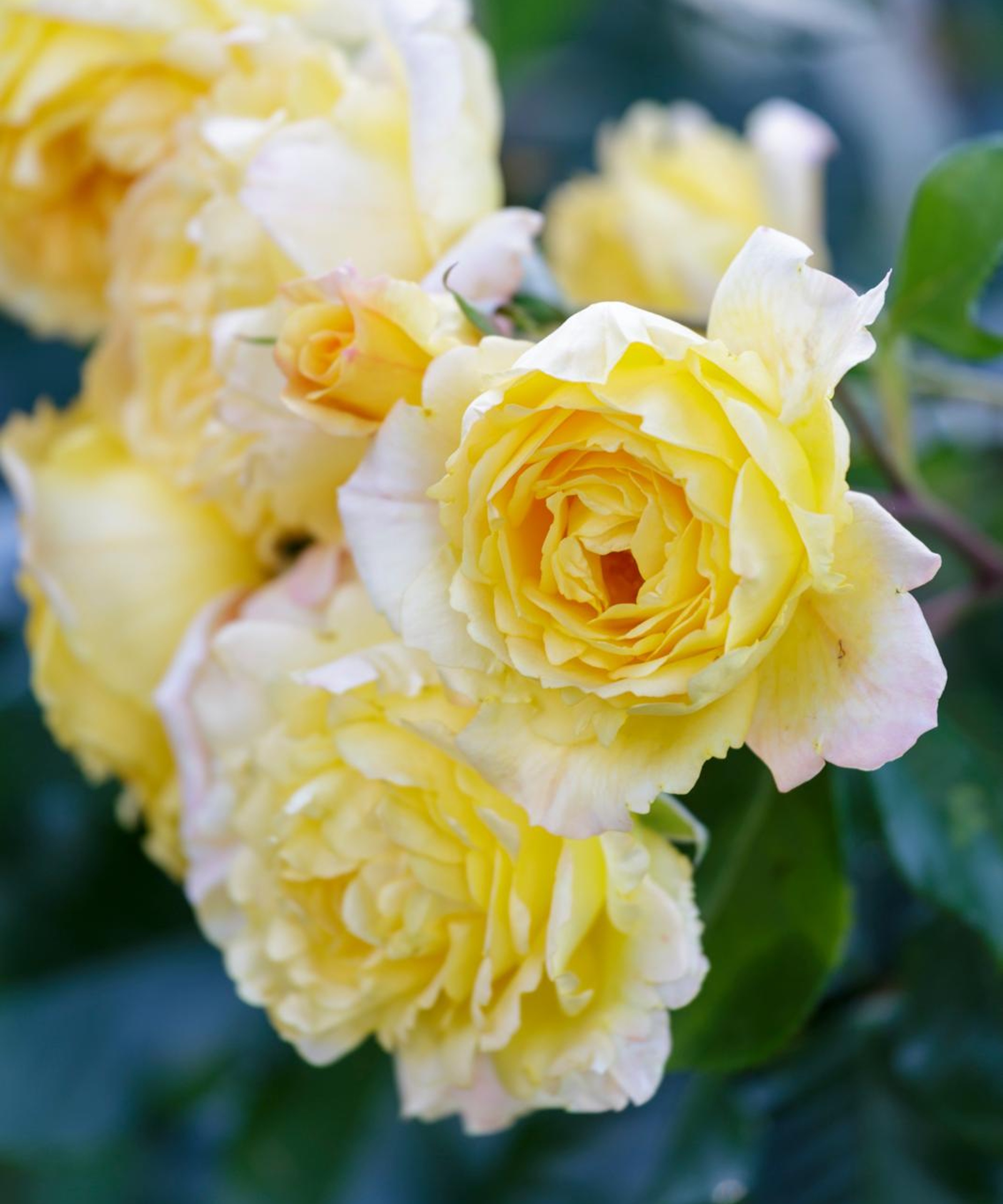 Grappe de roses jaunes