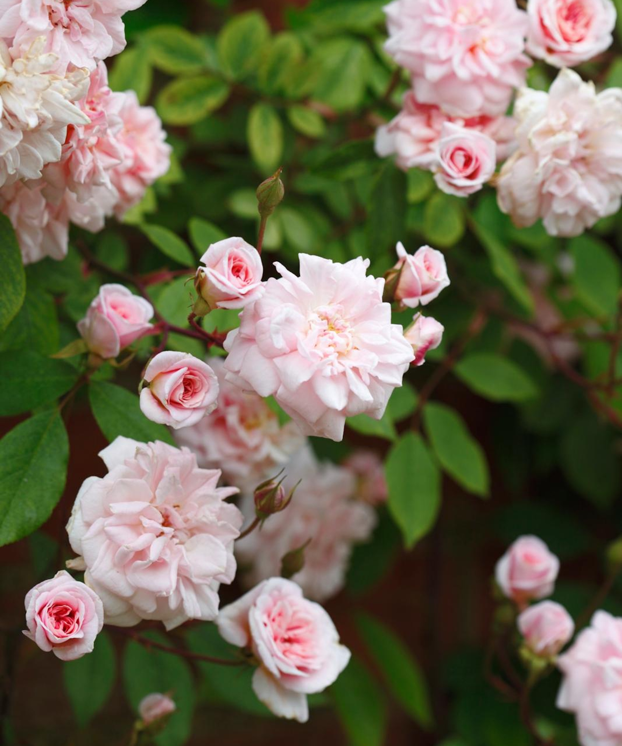 Rose grimpante rose
