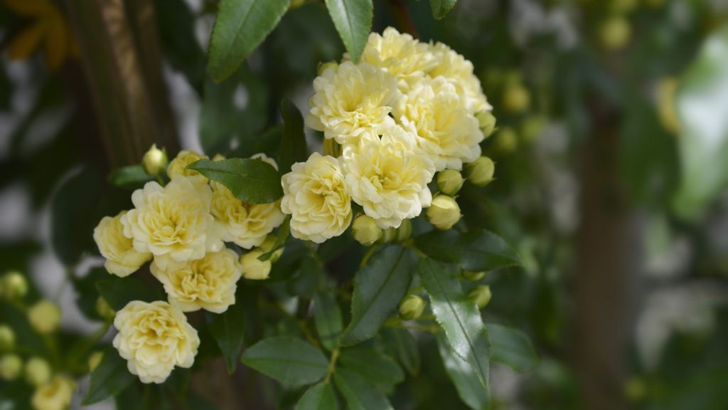 Yellow Lady Banks rambling rose cluster