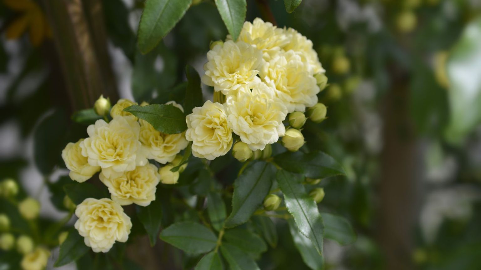 Yellow Lady Banks rambling rose cluster