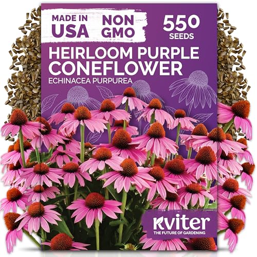 Kviter 550 graines d'échinacée violette (échinacée purpurea) et ndash; Graines de fleurs d'herbes d'échinacée pour la plantation, paquets de graines de fleurs sauvages médicinales et ndash; Pollinisateur de fleurs sauvages pour jardin, conteneurs, parterres de fleurs