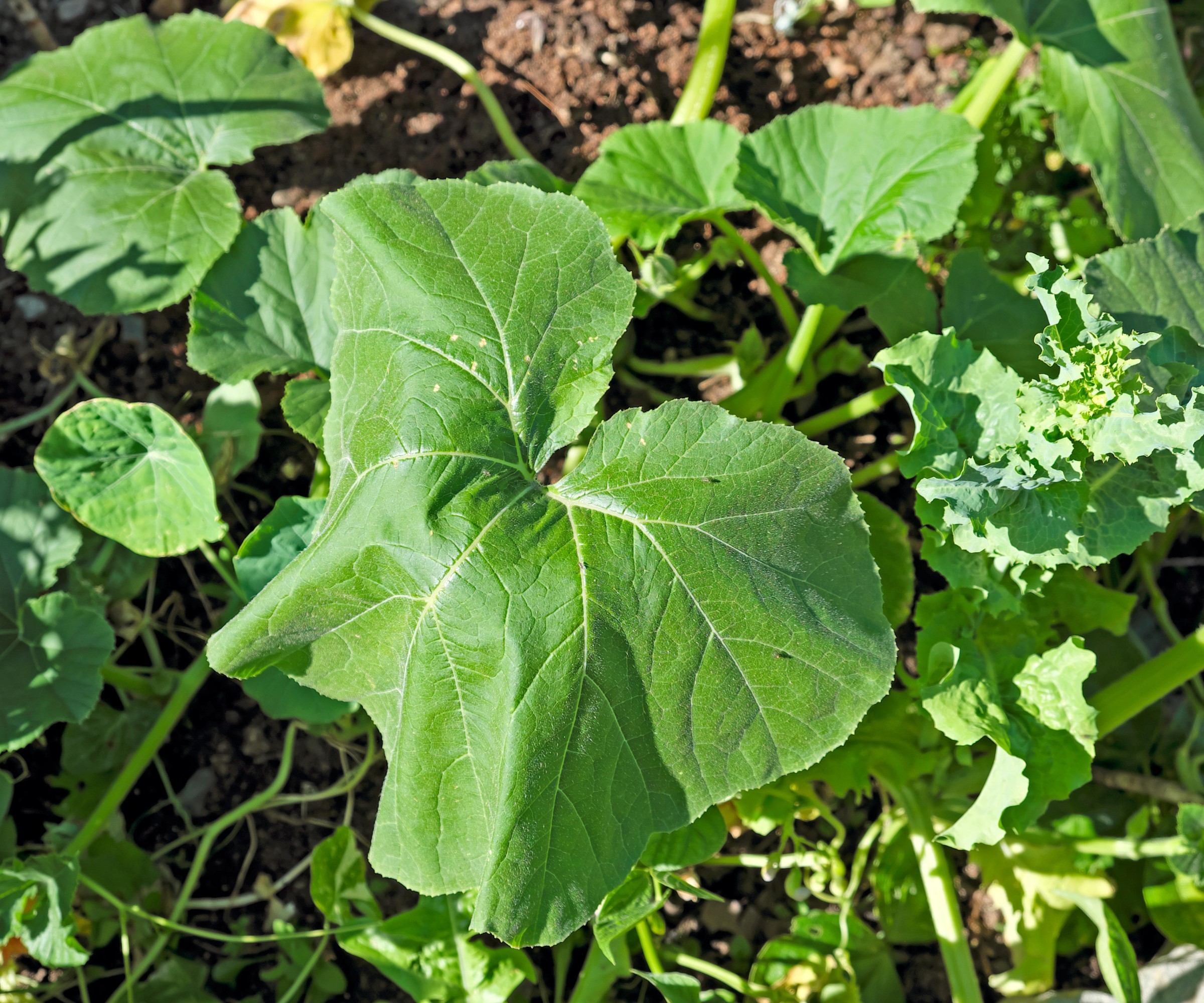 Plante de courge aux feuilles flétries