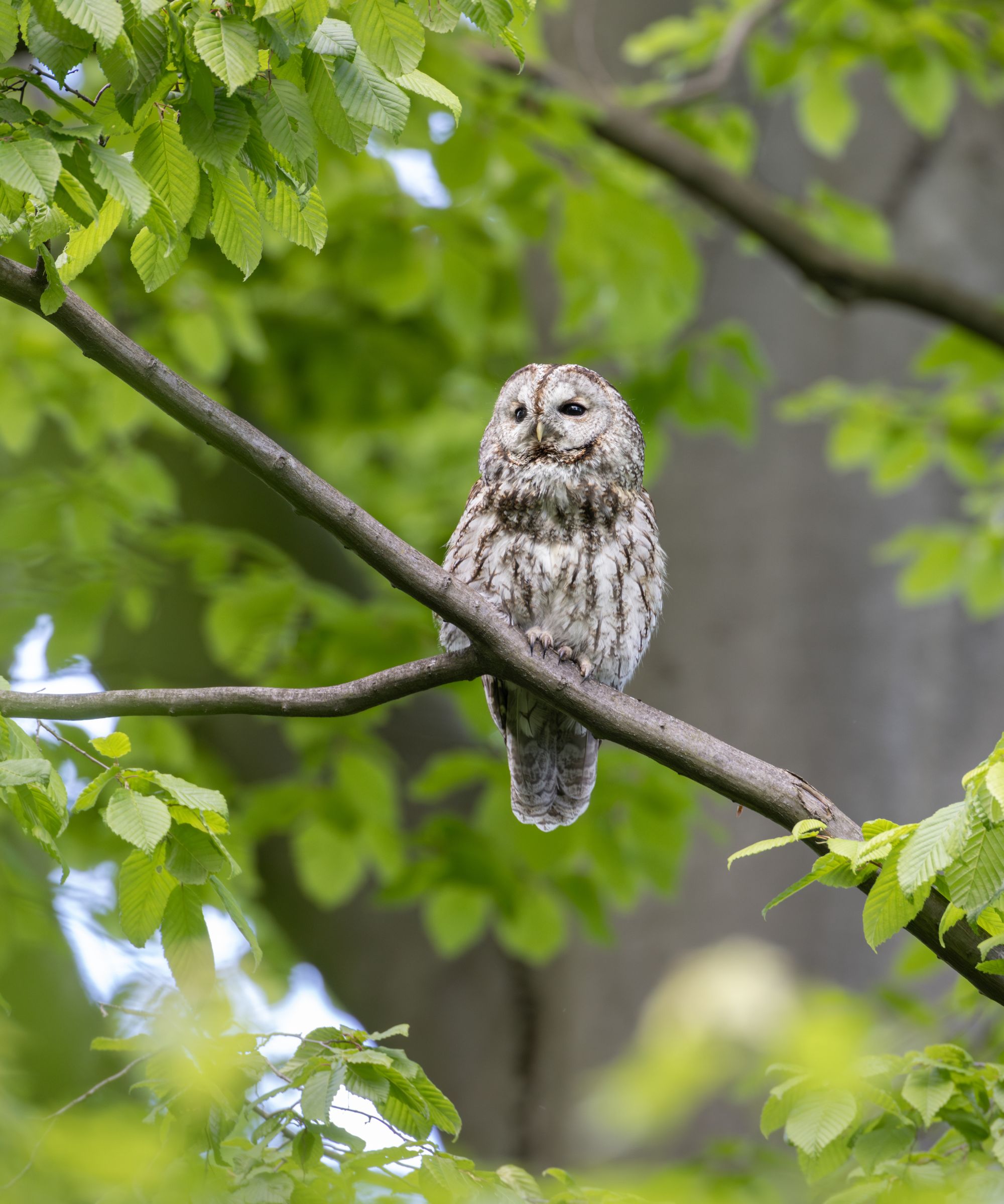 Hibou perché sur une branche d'arbre