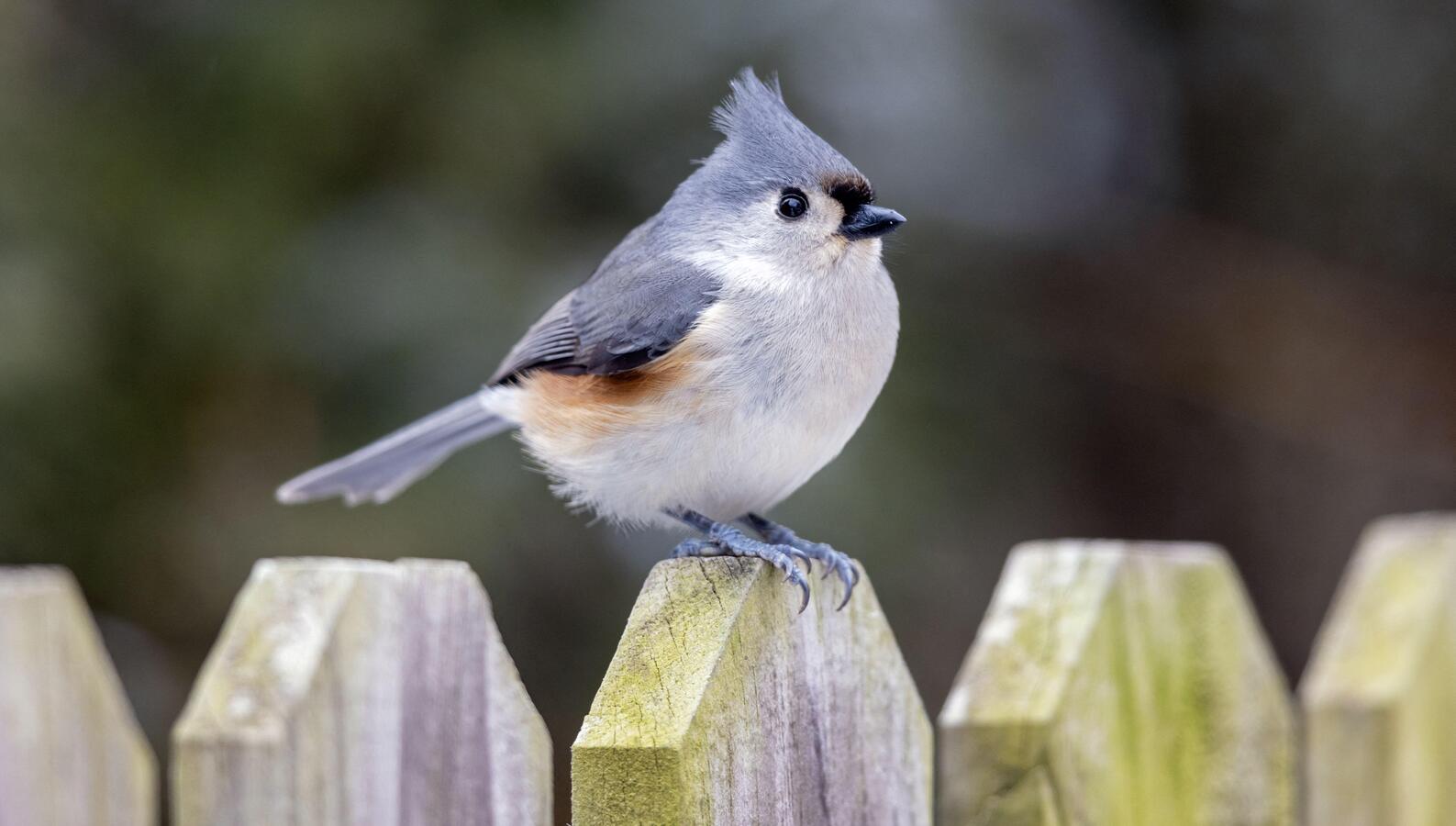 Mésange huppée (Baeolophus bicolor) perchée sur une clôture en bois dans l'Iowa