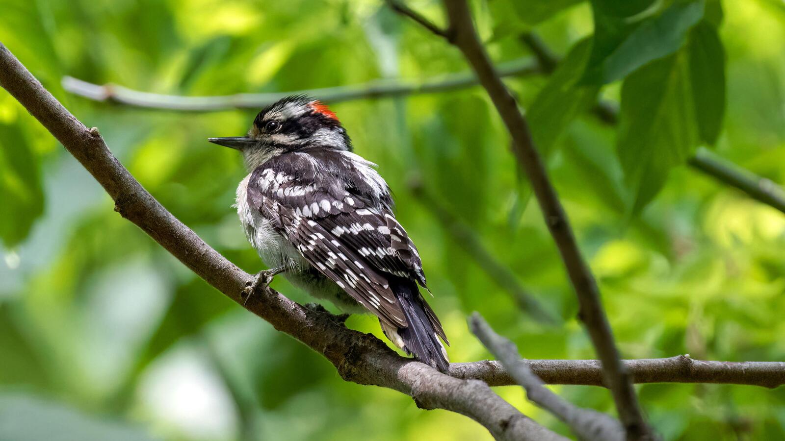 Un pic mineur posé sur une branche dans le sud-ouest de l'Ontario, au Canada.