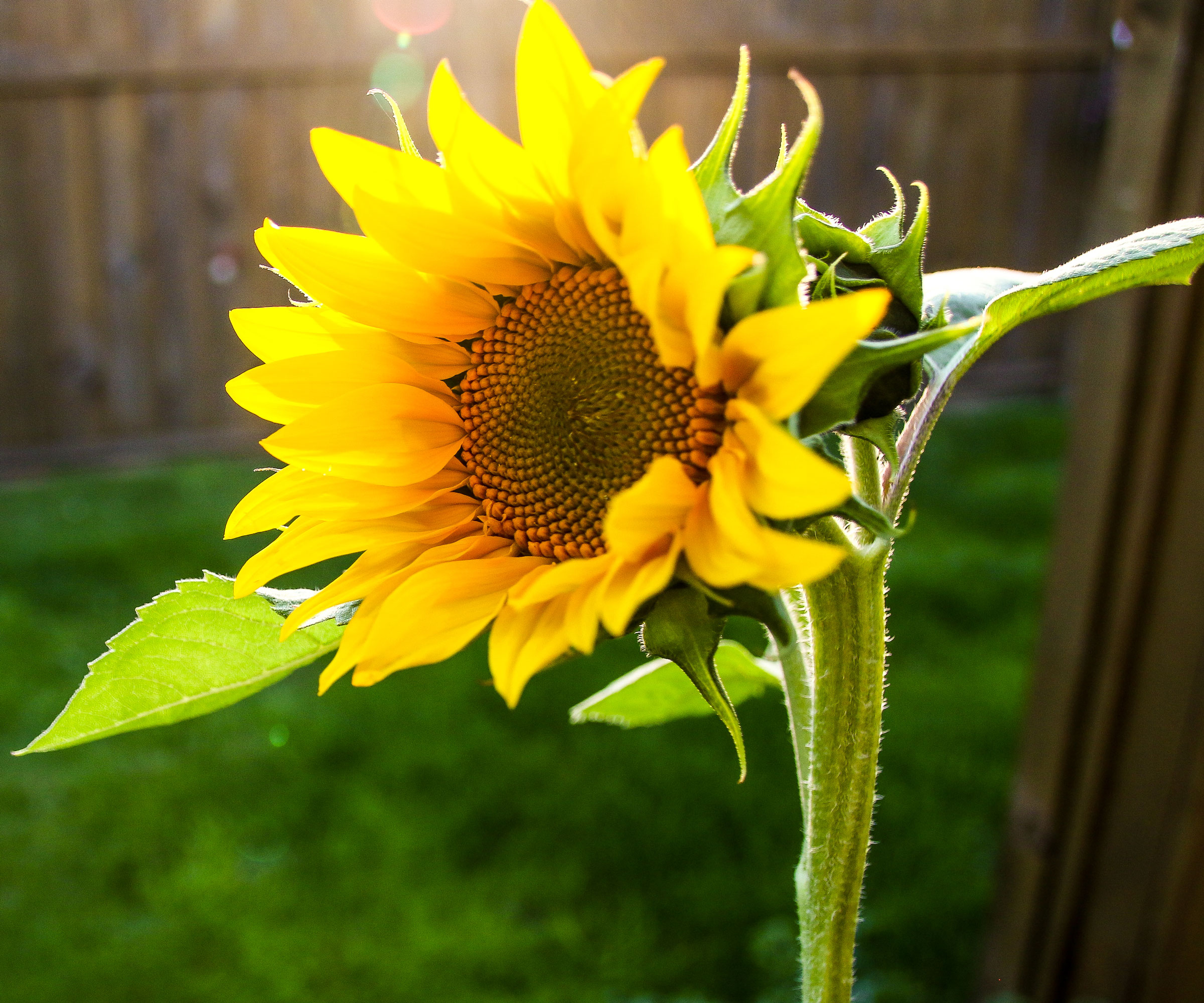 tournesol jaune