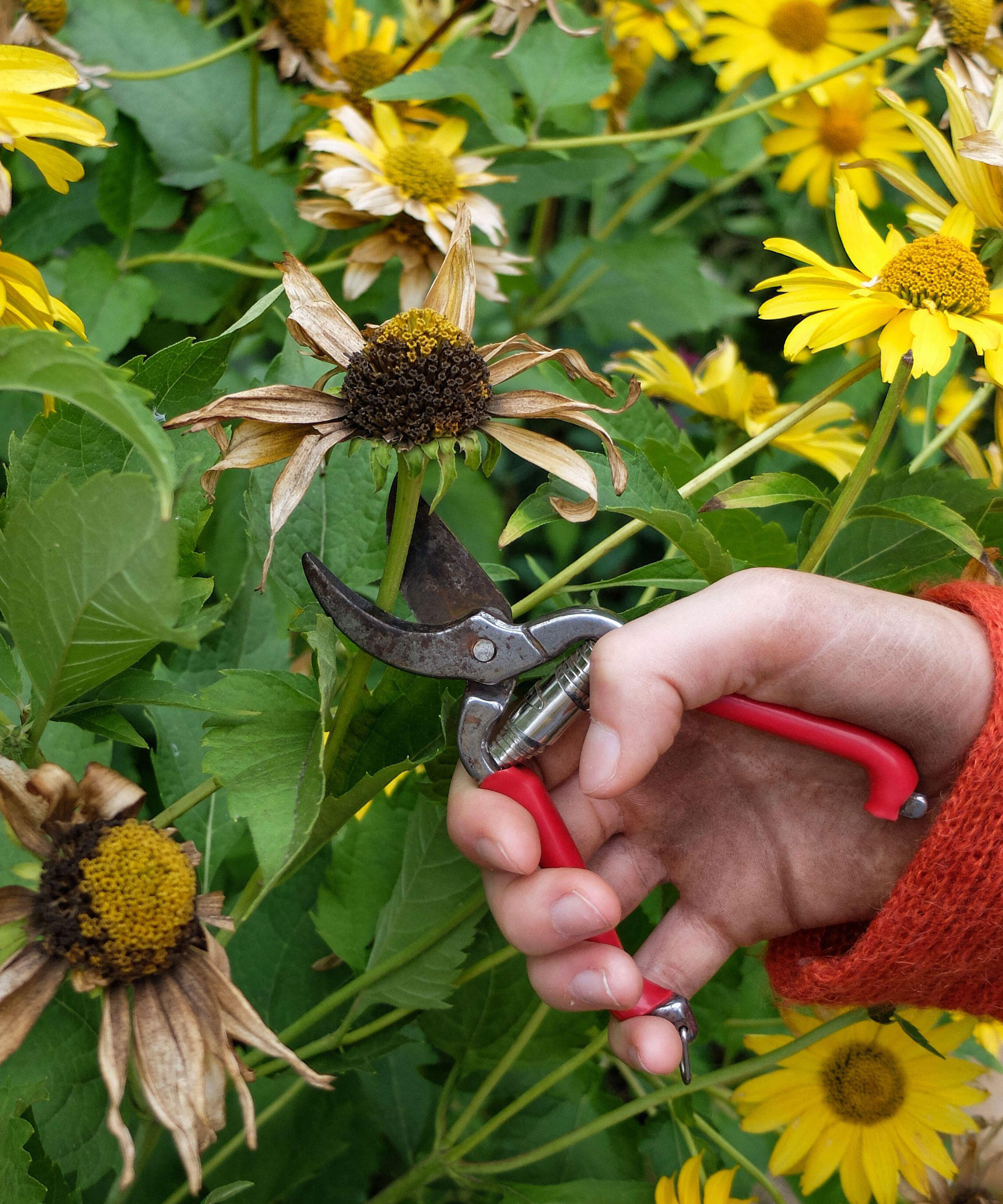 tournesols à tête morte avec sécateur rouge tenu par une main dans un cavalier rouge