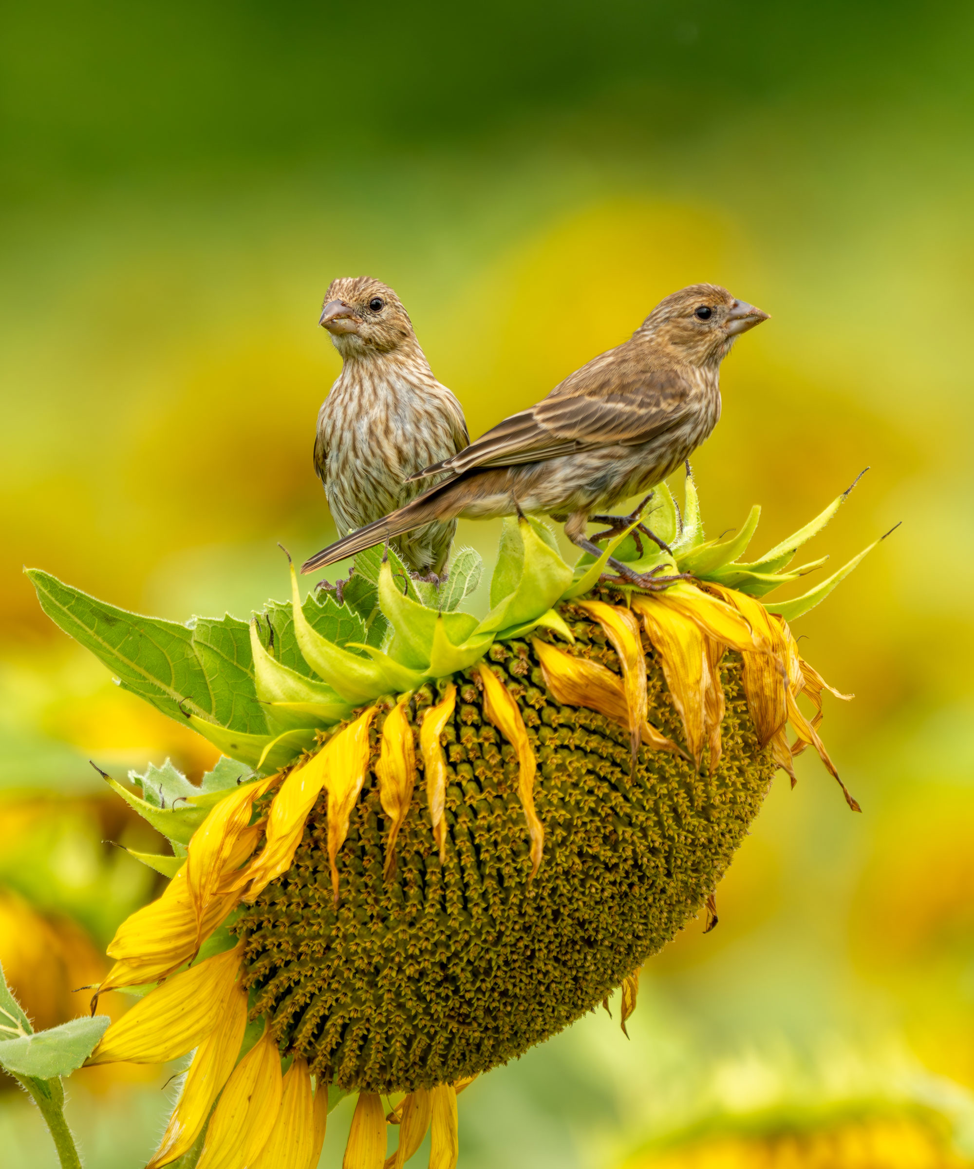 têtes de graines de tournesol avec oiseau de jardin perché dessus