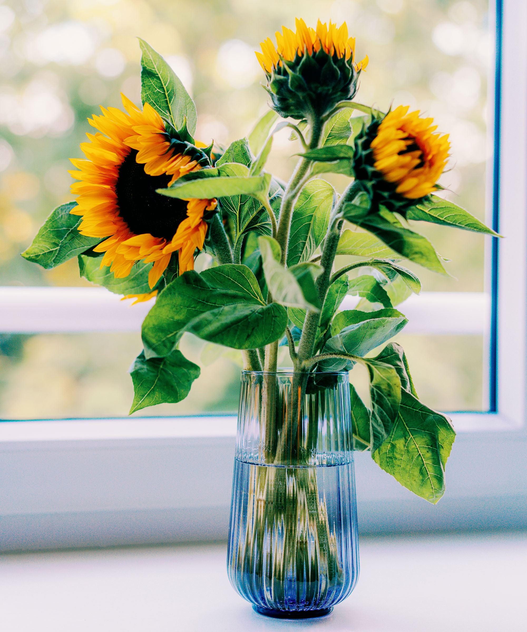 tournesols jaunes grandissant sur un treillis