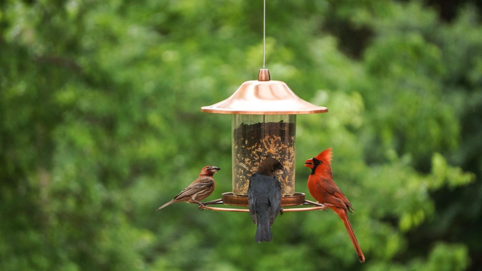 Birds eating at a bronze bird feeder