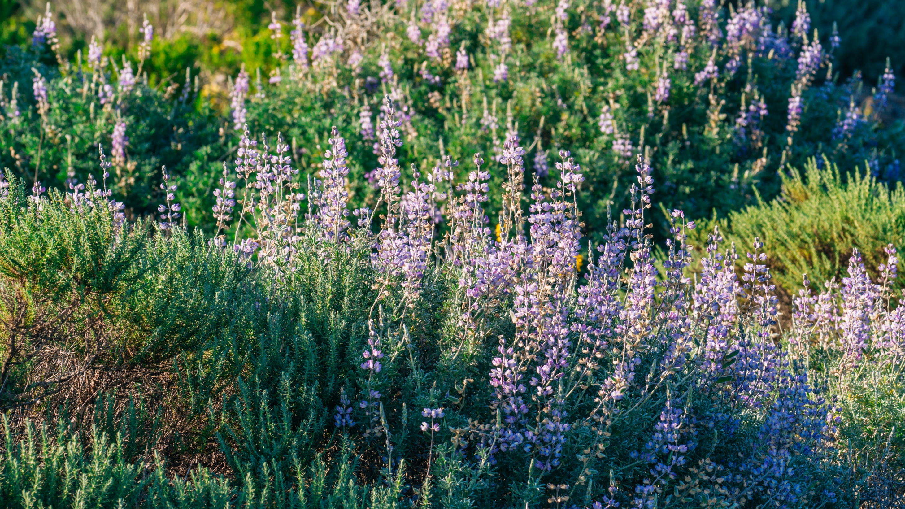 gros plan de lupins lilas dans un jardin