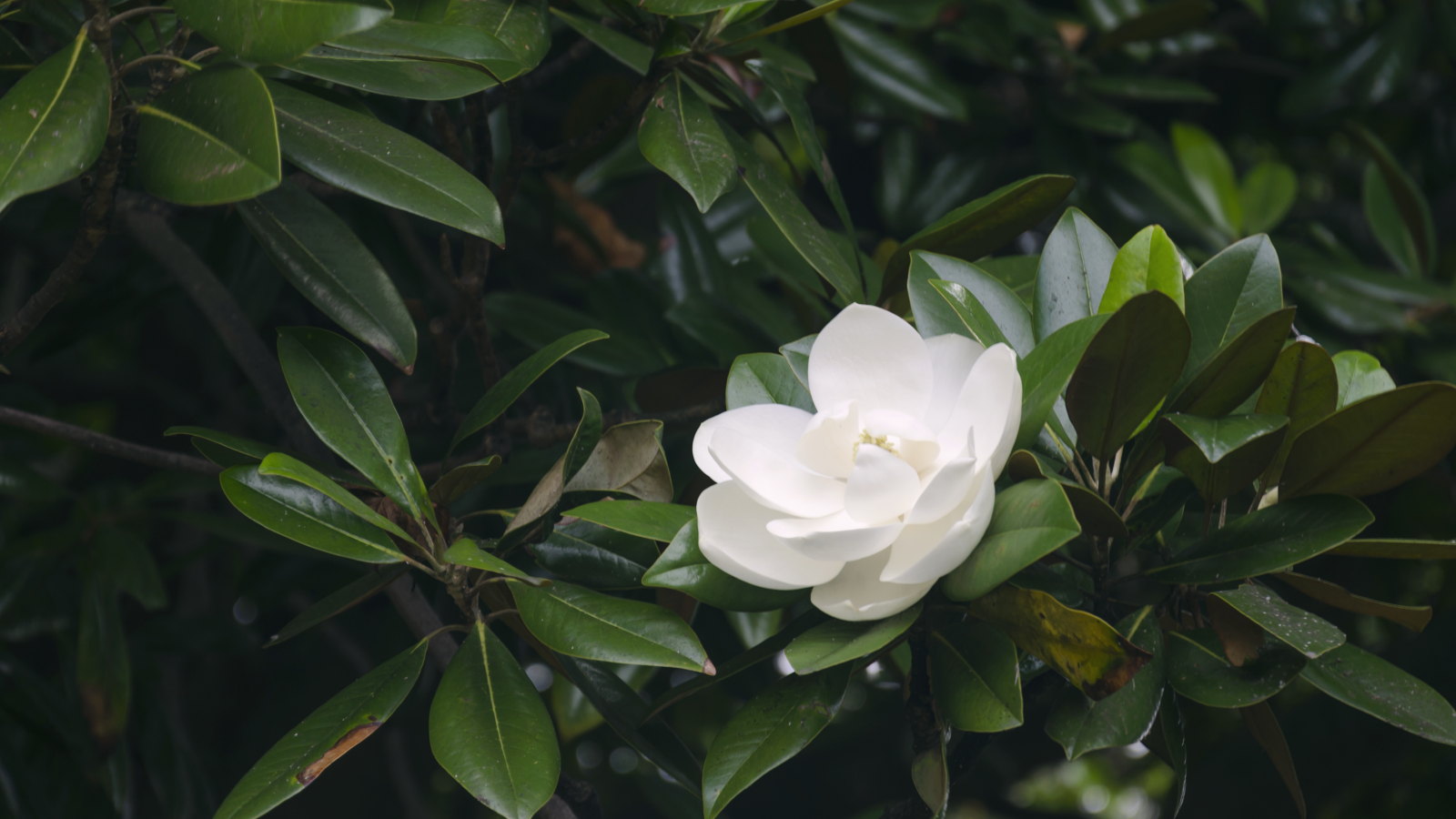 Une fleur blanche sur le feuillage sombre d'un magnolia sweetbay