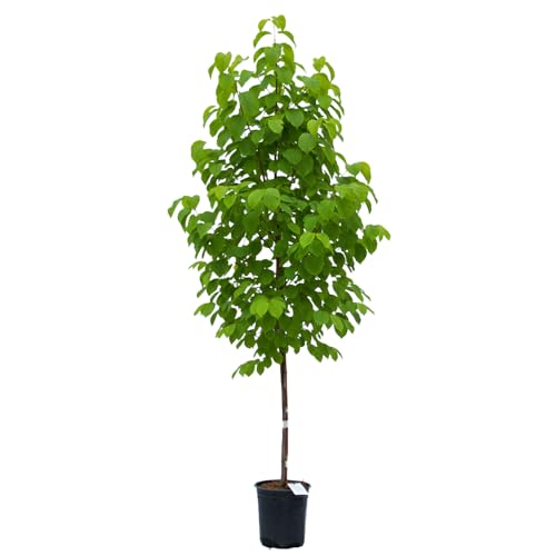 Serviceberry Autumn Brilliance, intérêt quatre saisons avec fleurs et baies, 1 gal. Pot de pépinière, hauteur d'arbre de 1 à 2 pieds (expédié dans 48 États, y compris Ca et Az)