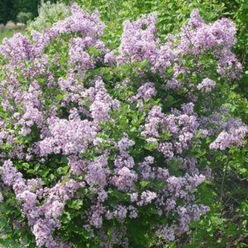 Lilas coréen nain