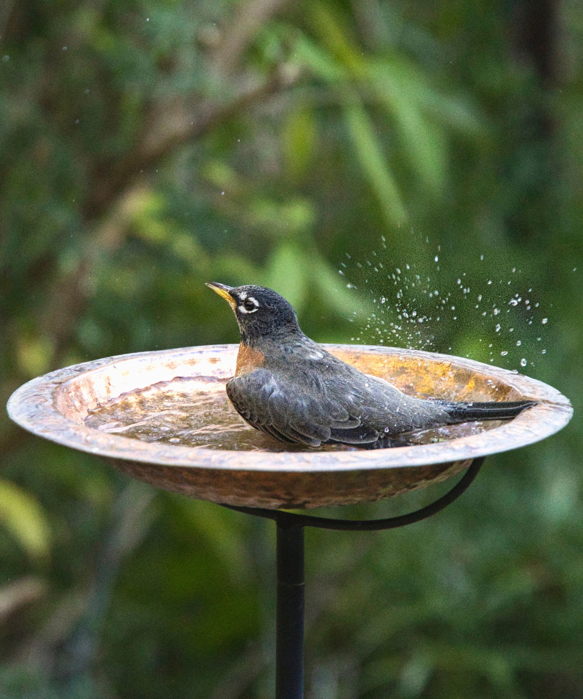 Baignade d'oiseaux dans un bain d'oiseaux en cuivre
