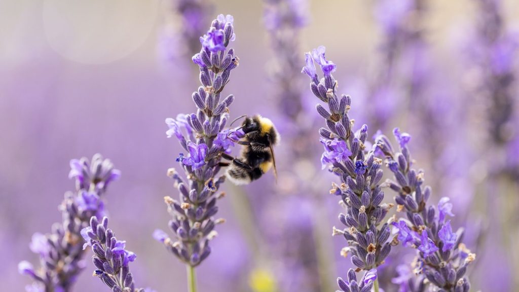 7 pollinisateurs inattendus qui améliorent tranquillement nos jardins – et comment les aider à prospérer Types of bees