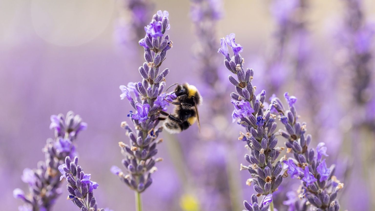 7 pollinisateurs inattendus qui améliorent tranquillement nos jardins – et comment les aider à prospérer Types of bees
