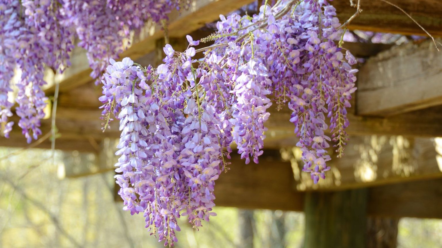 Que faire de votre glycine en juin – pour la préparer pour une autre exposition de fleurs magnifique et rêveuse au printemps prochain Fragrant spring-flowering plants