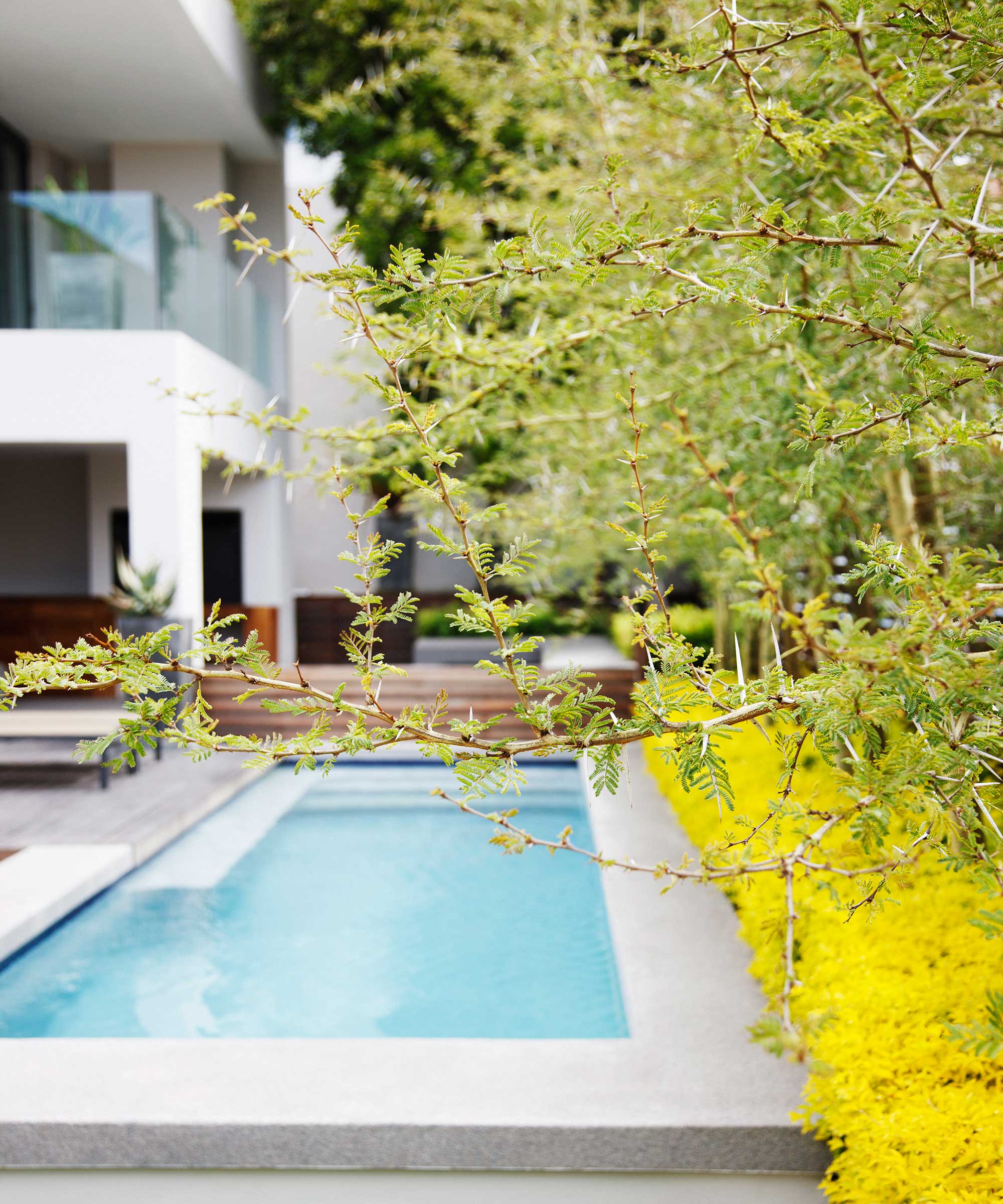 piscine moderne avec arbustes à proximité