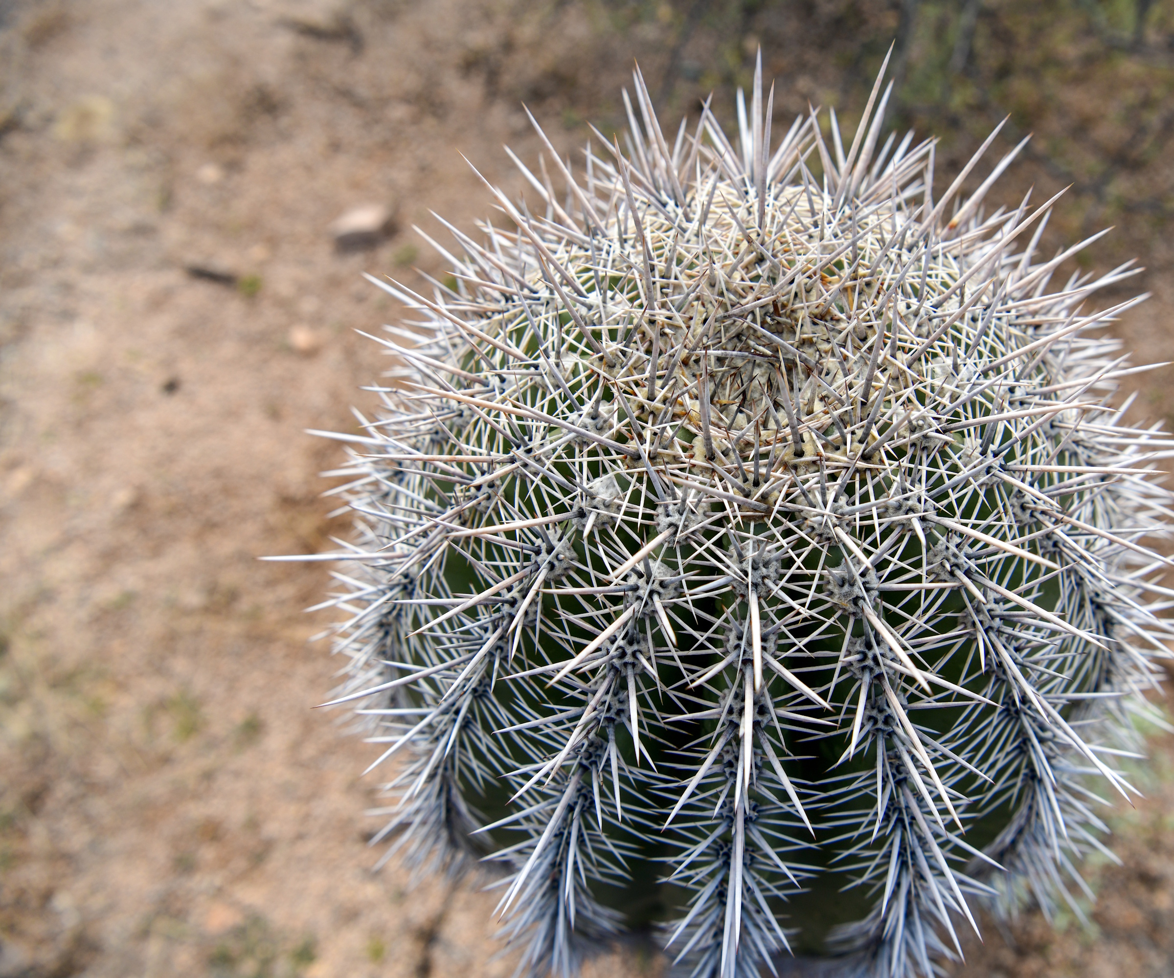 Cactus Saguaro