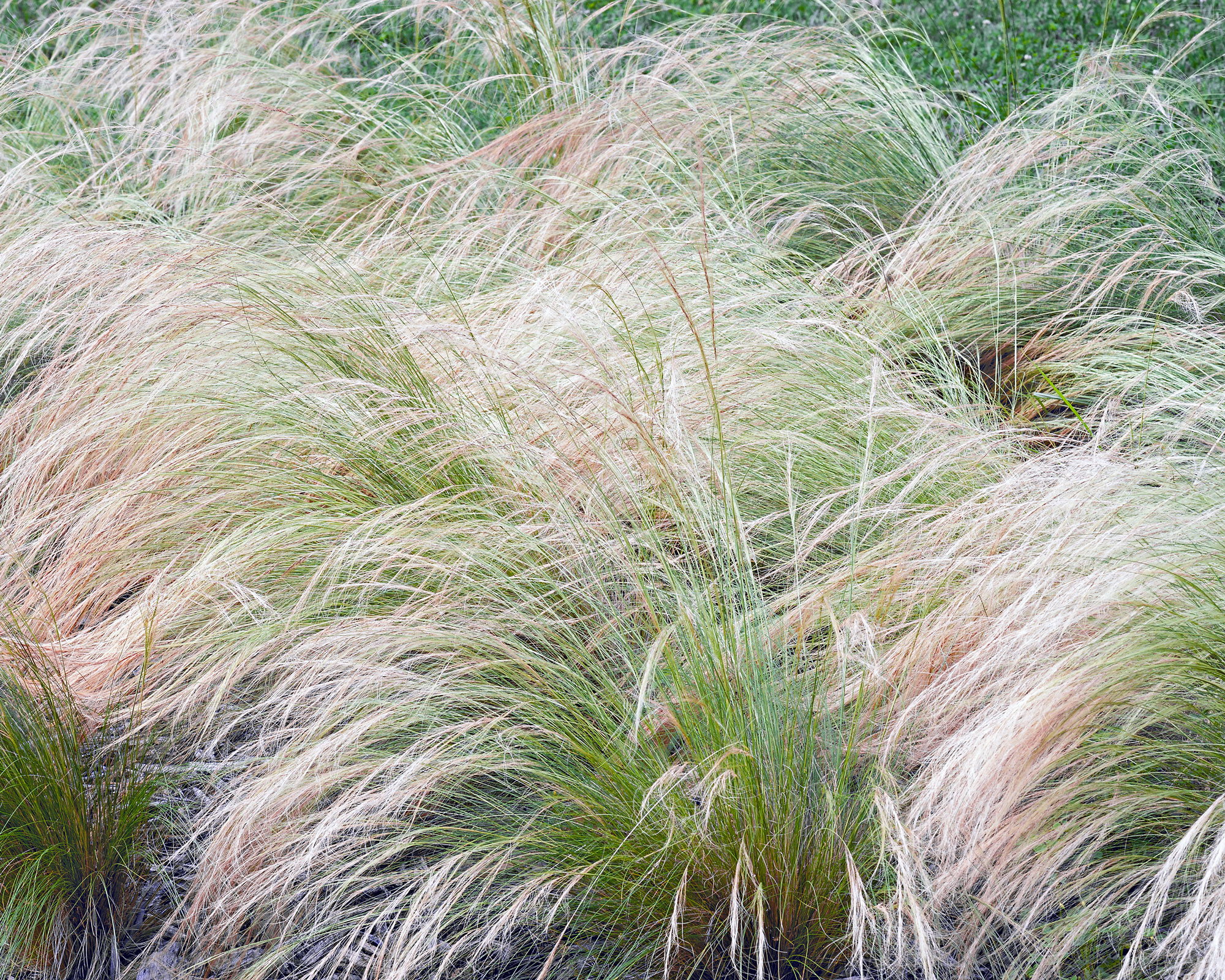 Herbe à plumes mexicaine
