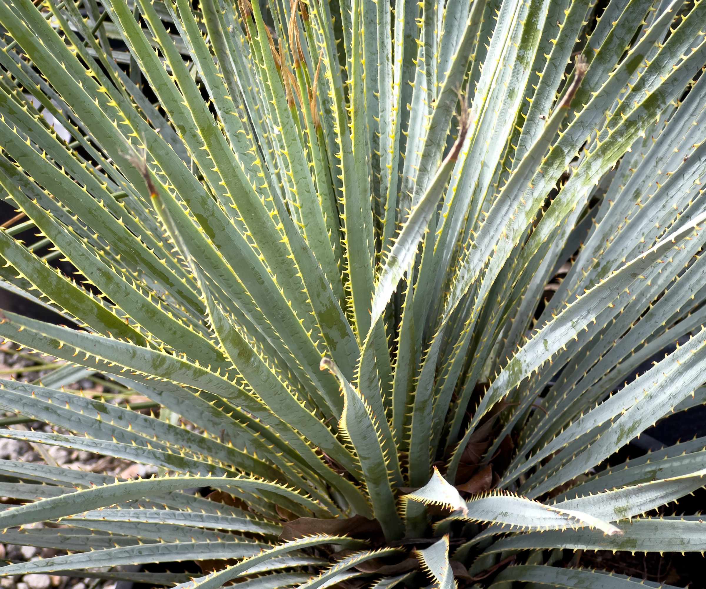 Cactus cuillère du désert