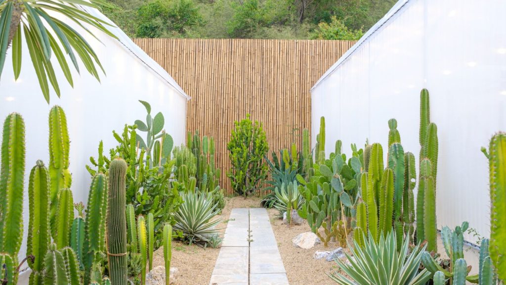 Comment créer un jardin désertique dans un petit espace – 7 plantes pour transformer même la plus petite cour en une retraite sculpturale et ensoleillée Desert planting, including cacti, in a dry yard