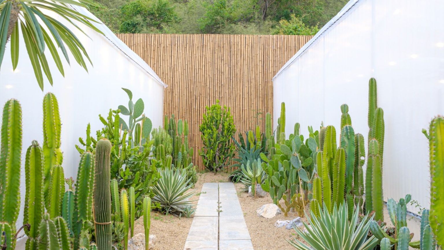 Comment créer un jardin désertique dans un petit espace – 7 plantes pour transformer même la plus petite cour en une retraite sculpturale et ensoleillée Desert planting, including cacti, in a dry yard